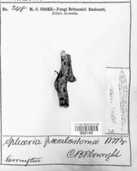 Sphaeria poecilostoma image